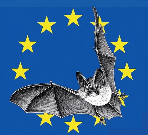 https://www.sfepm.org/nuit-internationale-de-la-chauve-souris.html#oa-embed-0